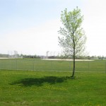 Kickers.Baseball.fields.1